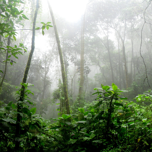 Rainforest Wallpaper